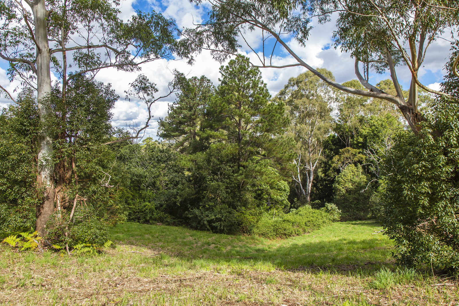 114 Flaxton Mill Road, FLAXTON QLD 4560 Roger Loughnan Real Estate